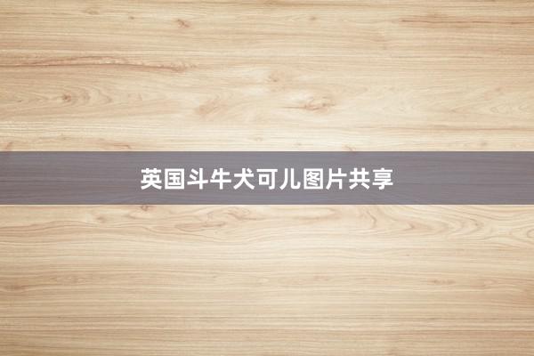 英国斗牛犬可儿图片共享