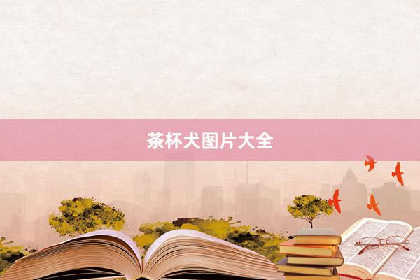 茶杯犬图片大全